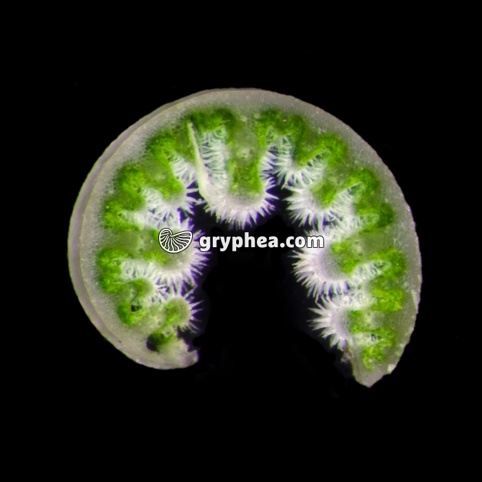 Feuille d'Oyat en milieu humide, vue macroscopique, CT (Ammophila arenaria) - gryphea.com